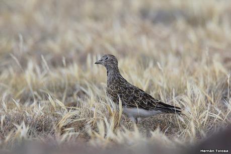 Pasando por el Lago Cardiel