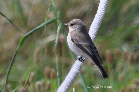Papamoscas gris ssp. balear