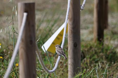Papamoscas gris ssp. balear