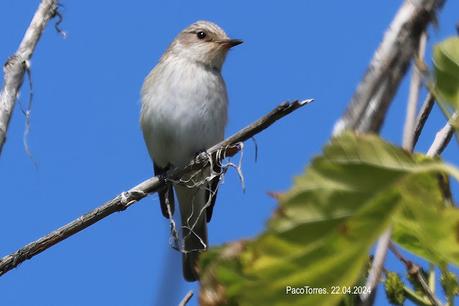 Papamoscas gris ssp. balear