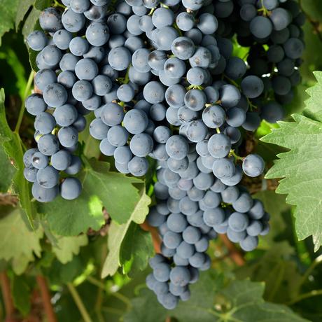 SOMONTANO CELEBARÁ EL “DÍA VINO DO” EN HUESCA