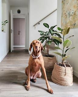 Plantas de Interior en mi Living