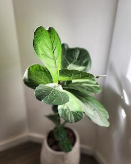 Plantas de Interior en mi Living