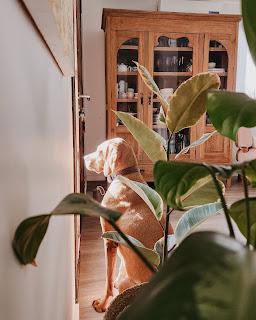 Plantas de Interior en mi Living