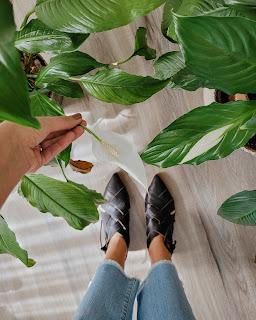 Plantas de Interior en mi Living