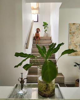 Plantas de Interior en mi Living