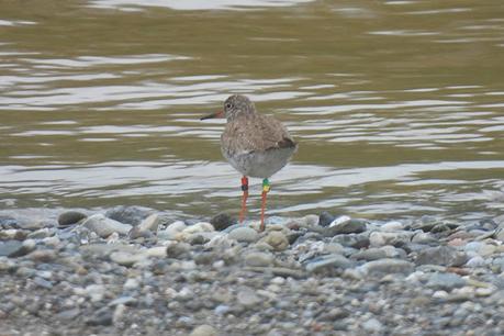 Archibebe común con anillas