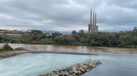 Archibebe común con anillas