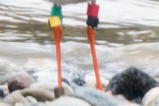 Archibebe común con anillas