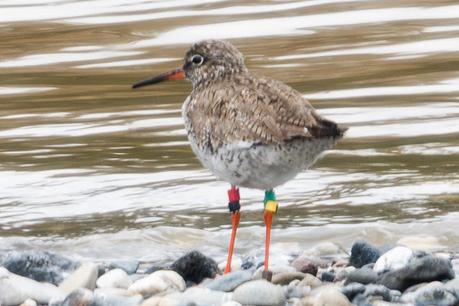 Archibebe común con anillas