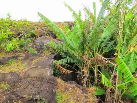 Ana Te Pahu. Cueva de los plátanos. Rapa Nui