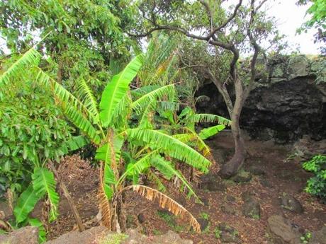 Ana Te Pahu. Cueva de los plátanos. Rapa Nui