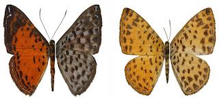 Se descubre una nueva especie de mariposa en la reserva Mashpi-Tayra en el Chocó Andino