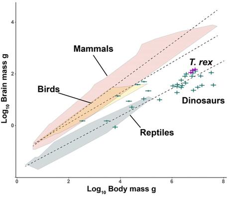 Una nueva investigación revela que los dinosaurios no eran tan inteligentes como pensábamos La relación entre el cerebro y la masa corporal en los vertebrados terrestres