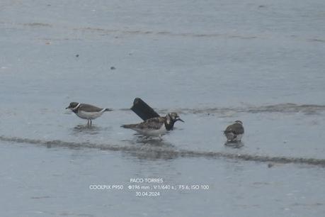 La desembocadura un oasis para las aves tras la tormenta