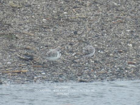 La desembocadura un oasis para las aves tras la tormenta