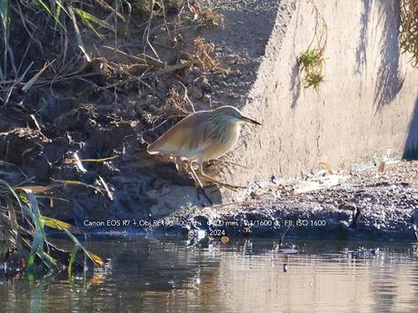 Garcilla cangrejera en el Parc Fluvial Besòs