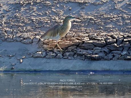 Garcilla cangrejera en el Parc Fluvial Besòs