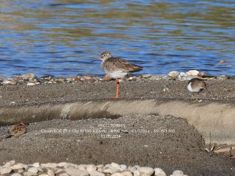 Siguen archibebe con anillas de colores anillado en Guinea-Bisáu