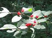 Habilidad para perdonar