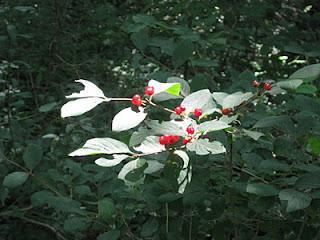 Habilidad para perdonar