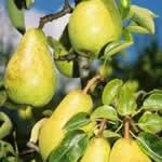 peral plantas medicinales