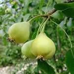 peral plantas medicinales