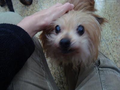 Dos abuelitas miniatura, necesitan acogida o adopción, (BARCELONA)