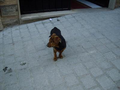 CintiaTAMAÑO PEQUEÑO (perrita tuerta lleva un mes en la calle) JAÉN.