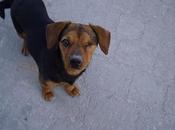 CintiaTAMAÑO PEQUEÑO (perrita tuerta lleva calle) JAÉN.