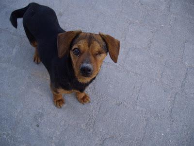 CintiaTAMAÑO PEQUEÑO (perrita tuerta lleva un mes en la calle) JAÉN.