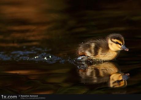 50 ejemplos sorprendentes de fotografía reflectante (inspiración)