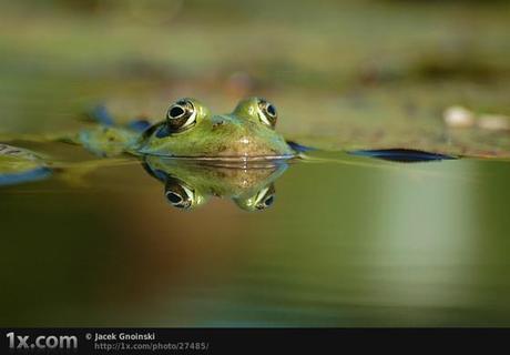 50 ejemplos sorprendentes de fotografía reflectante (inspiración)