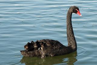 Los cisnes negros existen. Cómo beneficiarse de ellos