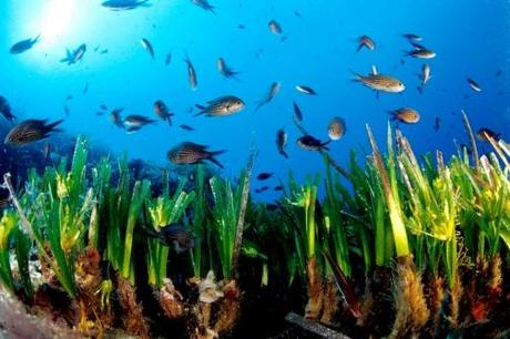 Se encuentra una planta marina de 100.000 años de antigüedad en Formentera