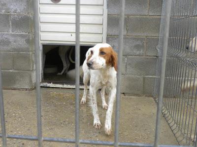 URGE ADOPCIÓN PARA CORAL (PERRERA DE HUESCA),