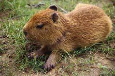 Cataratas del Iguazú
