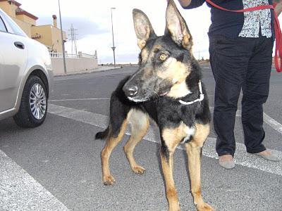 LISA, se está apagando en la residencia, un hogar para ella!! (Murcia)‏