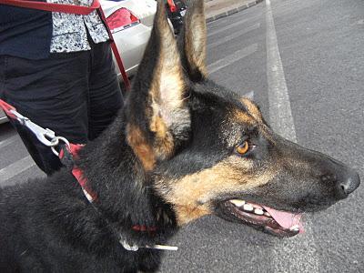 LISA, se está apagando en la residencia, un hogar para ella!! (Murcia)‏