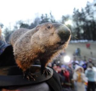 Feliz Día de la Marmota