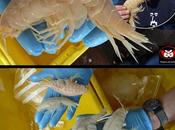 Descubren crustáceo supergigante centímetros largo