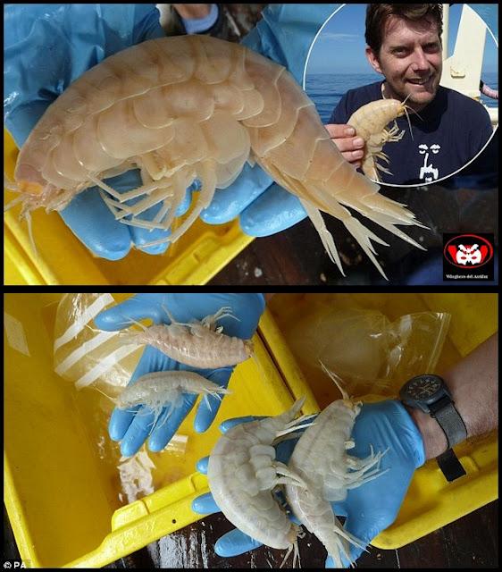 Descubren un crustáceo supergigante de 34 centímetros de largo.