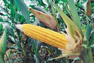 División de maiceros al interior de la CNC ¡