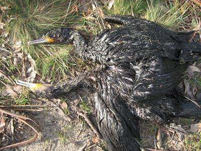 Los matarifes no descansan