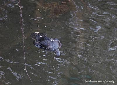 Los matarifes no descansan