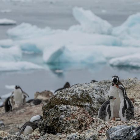 Las plantas colonizan la Antártida por el cambio climático