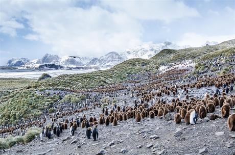 Las plantas colonizan la Antártida por el cambio climático