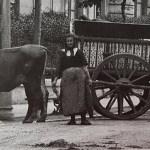 Carreta de bueyes en la calle Menéndez Pelayo