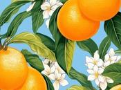 formas usar cáscara naranja rutina belleza
