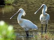 Aves bellas
